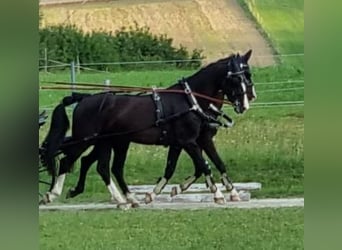 KWPN, Stute, 12 Jahre, 168 cm, Rappe