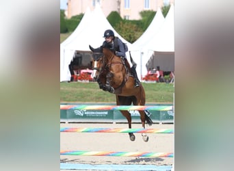 KWPN, Stute, 12 Jahre, 168 cm