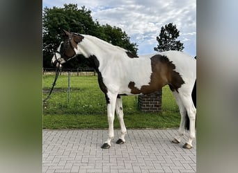 KWPN, Stute, 12 Jahre, 168 cm, Tobiano-alle-Farben