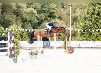KWPN, Stute, 12 Jahre, 169 cm, Brauner