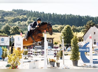 KWPN, Stute, 12 Jahre, 169 cm, Brauner