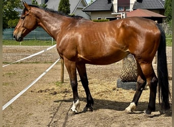 KWPN, Stute, 12 Jahre, 170 cm, Brauner