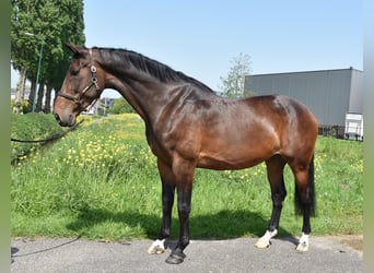 KWPN, Stute, 12 Jahre, 170 cm, Brauner