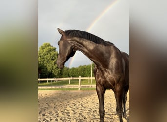 KWPN, Stute, 12 Jahre, 170 cm