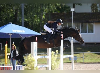 KWPN, Stute, 12 Jahre, 170 cm, Dunkelbrauner