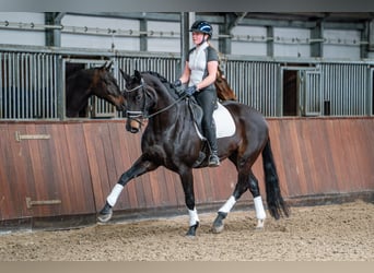 KWPN, Stute, 12 Jahre, 170 cm, Schwarzbrauner