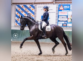 KWPN, Stute, 12 Jahre, 170 cm, Schwarzbrauner