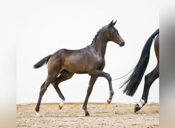 KWPN, Stute, 12 Jahre, 170 cm, Schwarzbrauner