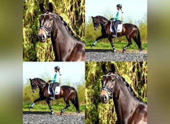 KWPN, Stute, 12 Jahre, 170 cm, Schwarzbrauner