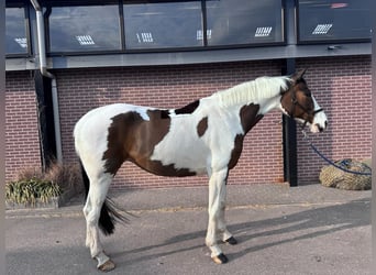 KWPN, Stute, 12 Jahre, 170 cm, Tobiano-alle-Farben