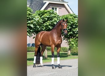 KWPN, Stute, 12 Jahre, 171 cm, Brauner