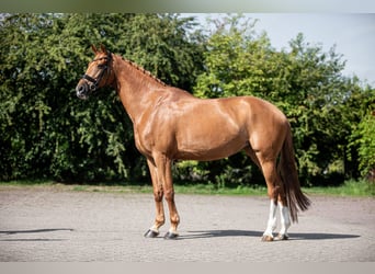KWPN, Stute, 12 Jahre, 171 cm, Fuchs