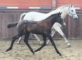 KWPN, Stute, 12 Jahre, 171 cm, Schimmel