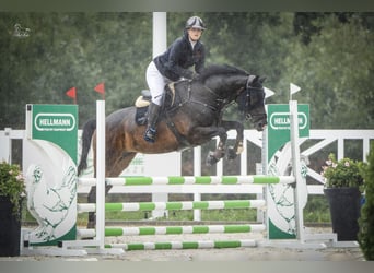 KWPN, Stute, 12 Jahre, 171 cm, Schwarzbrauner