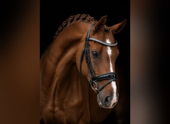 KWPN, Stute, 12 Jahre, 172 cm, Fuchs