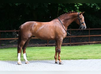 KWPN, Stute, 12 Jahre, 172 cm, Fuchs