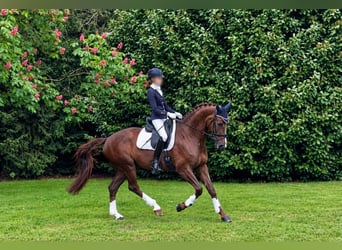 KWPN, Stute, 12 Jahre, 172 cm, Fuchs