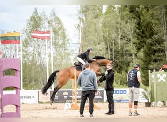 KWPN, Stute, 12 Jahre, 172 cm, Rotbrauner