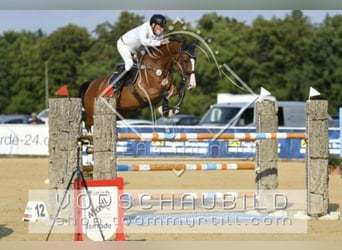 KWPN, Stute, 12 Jahre, 173 cm, Brauner