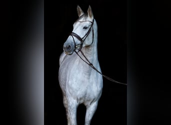 KWPN, Stute, 12 Jahre, 174 cm, Schimmel