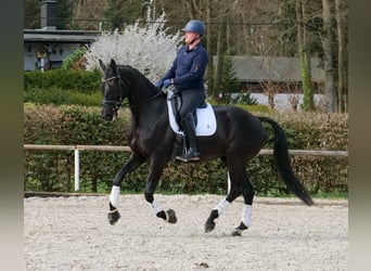 KWPN, Stute, 12 Jahre, 175 cm, Rappe