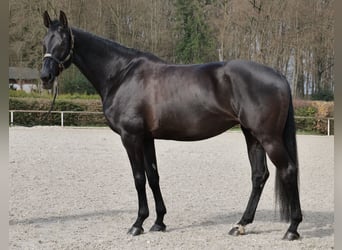 KWPN, Stute, 12 Jahre, 175 cm, Rappe