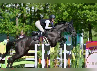 KWPN, Stute, 12 Jahre, 176 cm, Rappe