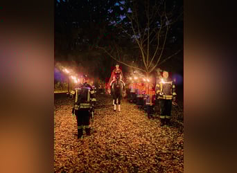 KWPN, Stute, 12 Jahre, 180 cm, Schwarzbrauner