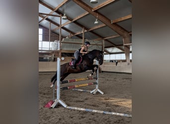 KWPN Mix, Stute, 13 Jahre, 154 cm, Dunkelbrauner