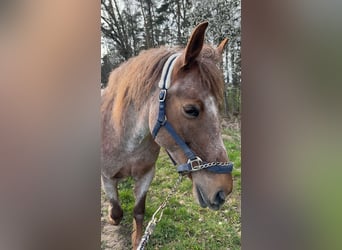 KWPN Mix, Stute, 13 Jahre, 157 cm, Roan-Red
