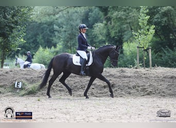 KWPN, Stute, 13 Jahre, 161 cm, Schwarzbrauner