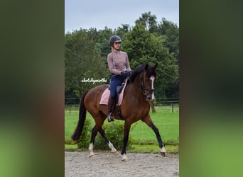 KWPN, Stute, 13 Jahre, 162 cm, Brauner