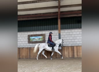 KWPN, Stute, 13 Jahre, 162 cm, Fliegenschimmel