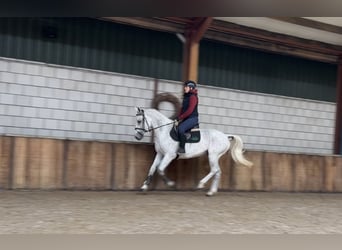 KWPN, Stute, 13 Jahre, 162 cm, Fliegenschimmel