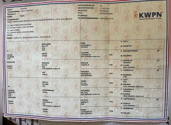 KWPN, Stute, 13 Jahre, 165 cm, Brauner