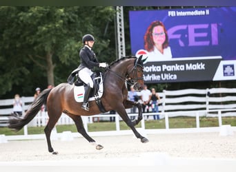 KWPN, Stute, 13 Jahre, 165 cm, Dunkelbrauner