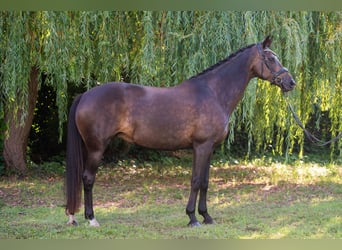 KWPN, Stute, 13 Jahre, 165 cm, Rappe