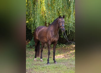 KWPN, Stute, 13 Jahre, 165 cm, Rappe