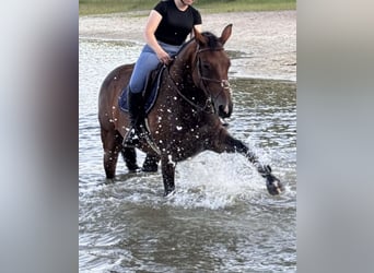 KWPN, Stute, 13 Jahre, 167 cm, Brauner