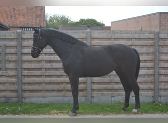 KWPN, Stute, 13 Jahre, 167 cm, Schwarzbrauner