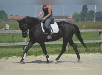 KWPN, Stute, 13 Jahre, 167 cm, Schwarzbrauner