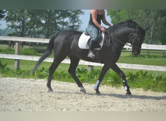 KWPN, Stute, 13 Jahre, 167 cm, Schwarzbrauner
