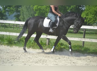 KWPN, Stute, 13 Jahre, 167 cm, Schwarzbrauner