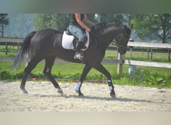KWPN, Stute, 13 Jahre, 167 cm, Schwarzbrauner
