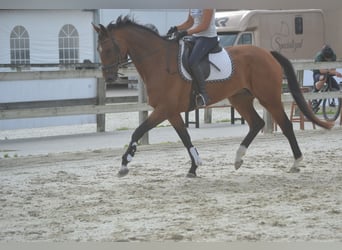 KWPN, Stute, 13 Jahre, 168 cm, Brauner