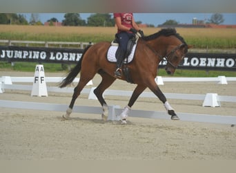 KWPN, Stute, 13 Jahre, 168 cm, Brauner