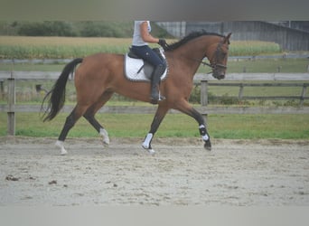 KWPN, Stute, 13 Jahre, 168 cm, Brauner