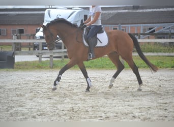 KWPN, Stute, 13 Jahre, 168 cm, Brauner