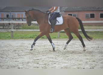 KWPN, Stute, 13 Jahre, 168 cm, Brauner