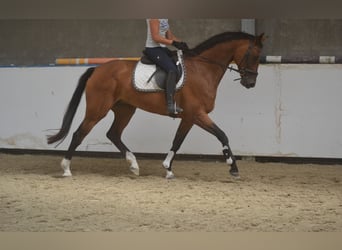 KWPN, Stute, 13 Jahre, 168 cm, Brauner